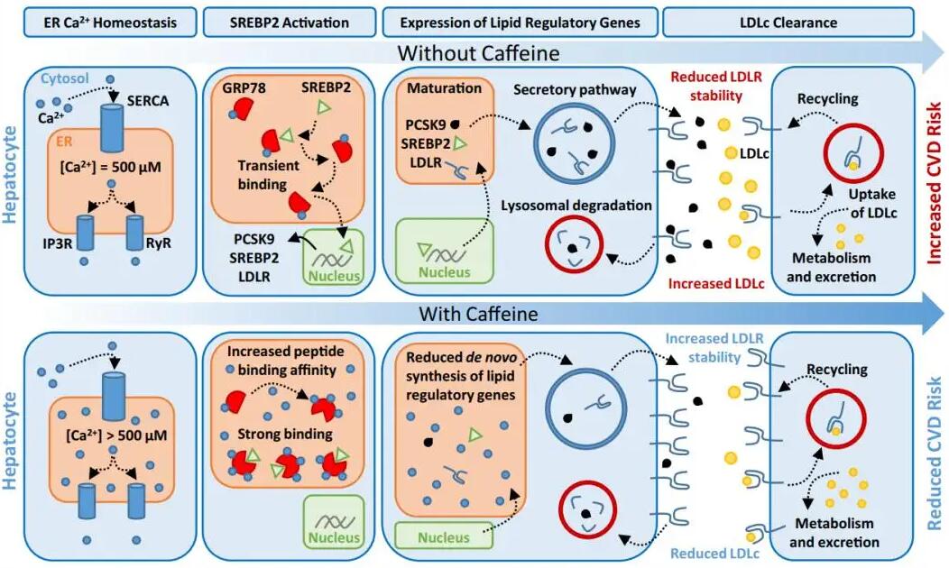 Caffeine blocks SREBP2-induced hepatic PCSK9 expression to enhance LDLR-mediated cholesterol clearance